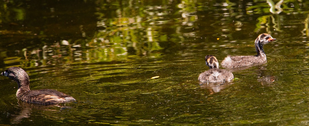 Grèbe à bec bigarré - ML620814031