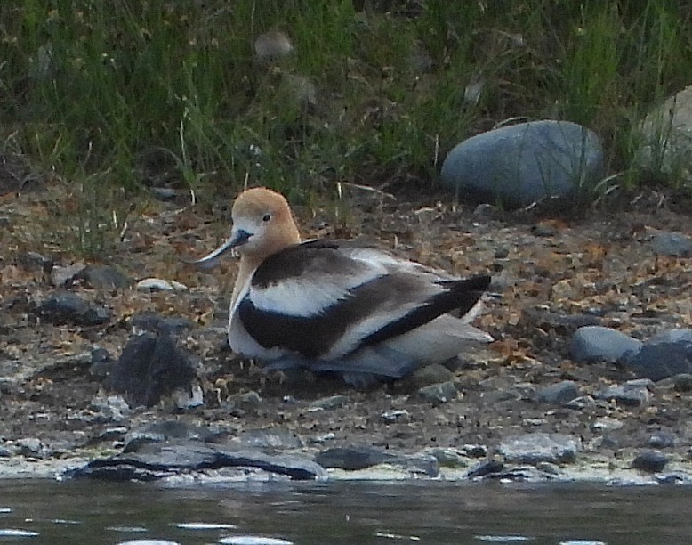 Avocette d'Amérique - ML620814036