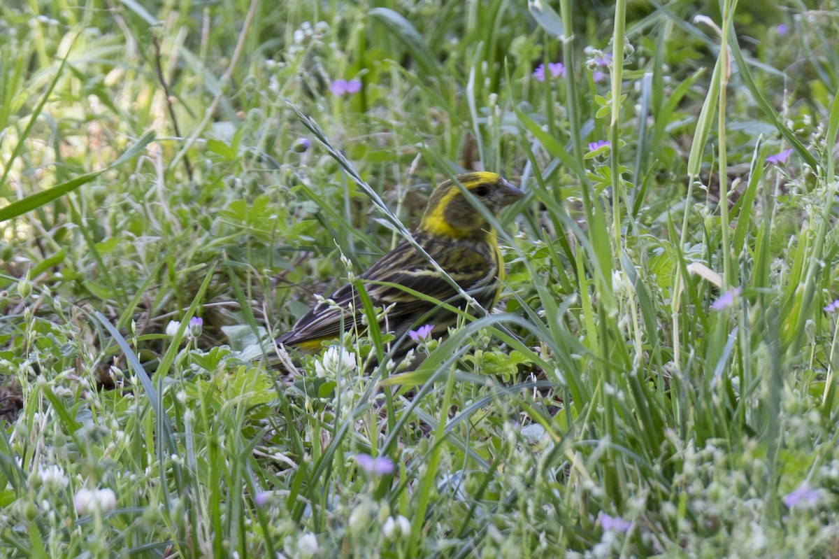 European Serin - ML620814038