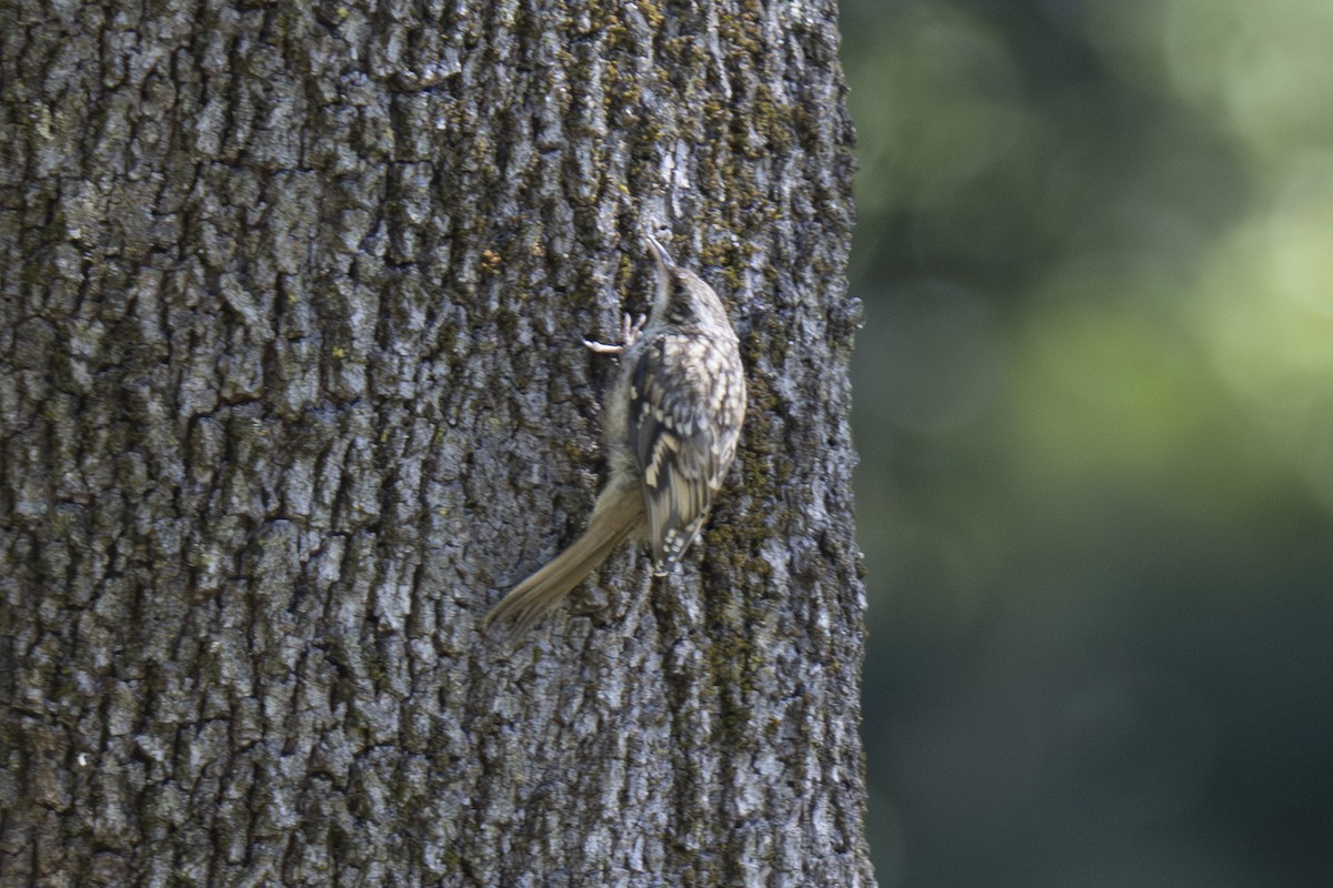 Short-toed Treecreeper - ML620814044