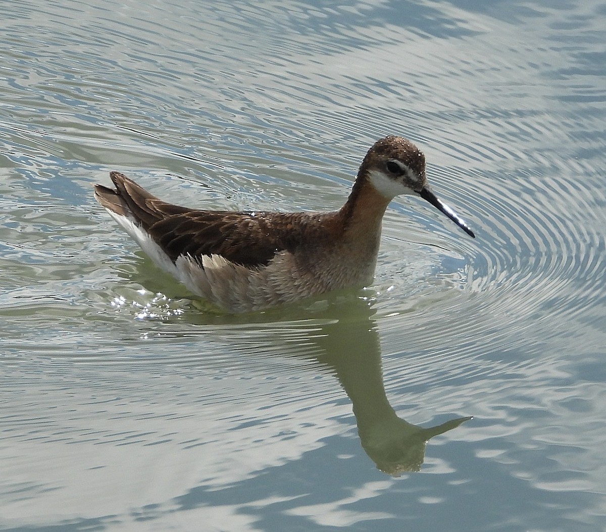 Wilson's Phalarope - ML620814046