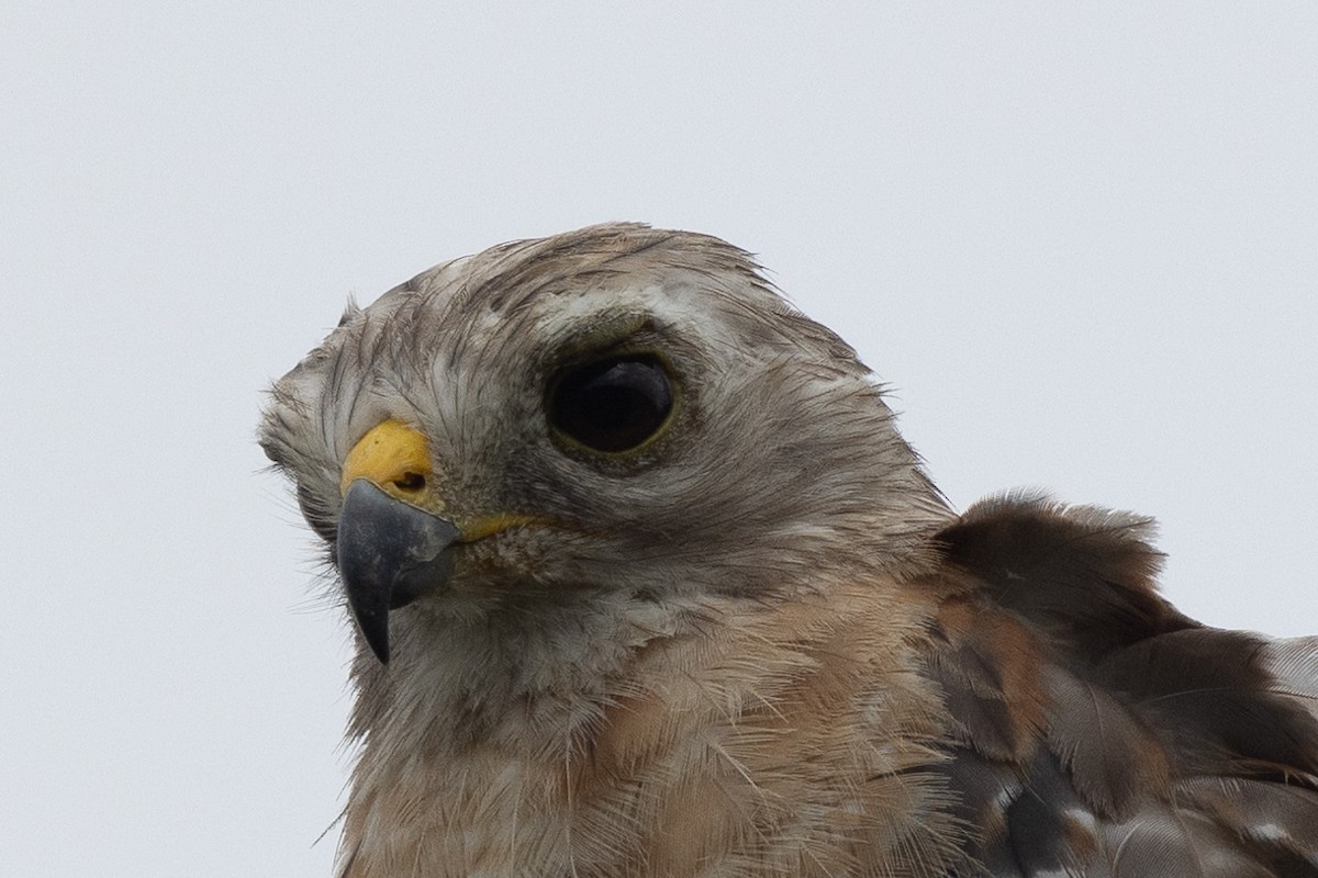 Red-shouldered Hawk - ML620814051