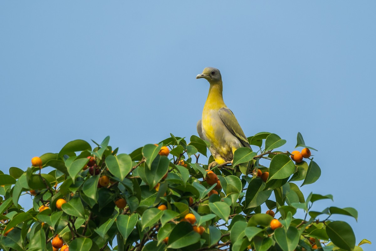 Yellow-footed Green-Pigeon - ML620814065