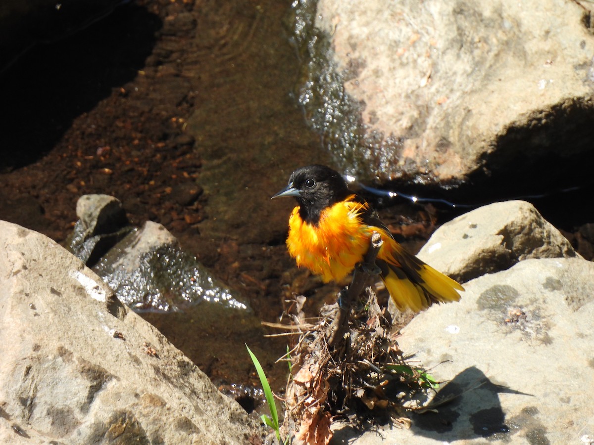 Oriole de Baltimore - ML620814091