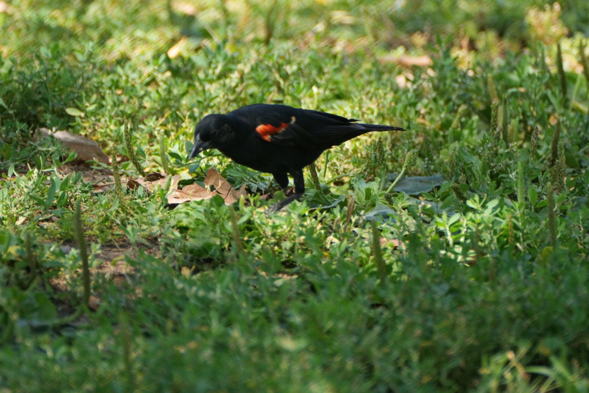 Red-winged Blackbird - ML620814093