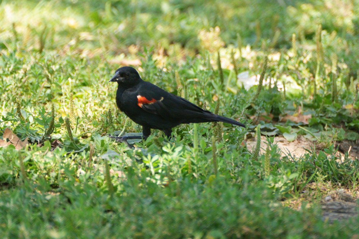 Red-winged Blackbird - ML620814094