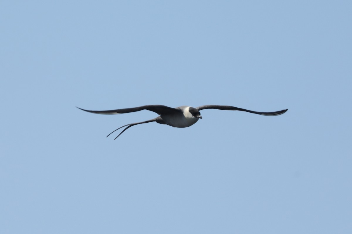 Long-tailed Jaeger - ML620814096