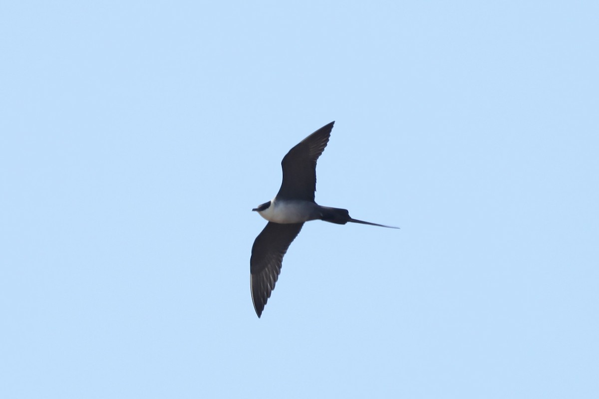 Long-tailed Jaeger - ML620814097