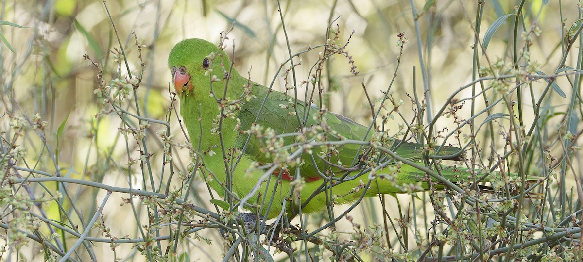 Red-winged Parrot - ML620814107