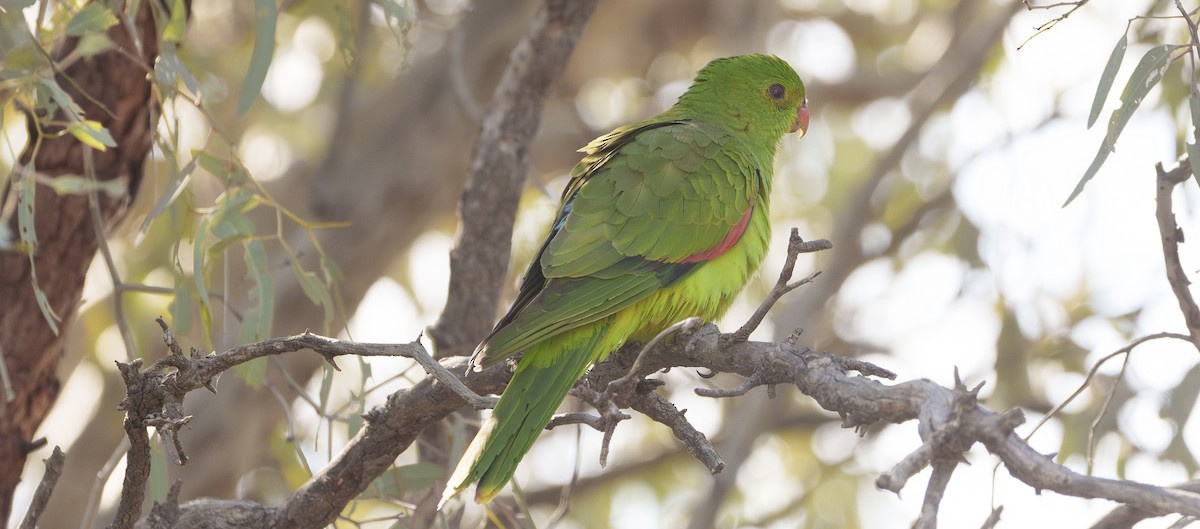 Red-winged Parrot - Ben Milbourne