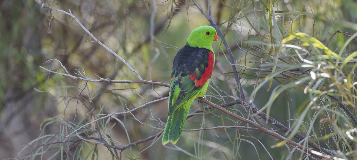 Red-winged Parrot - ML620814110