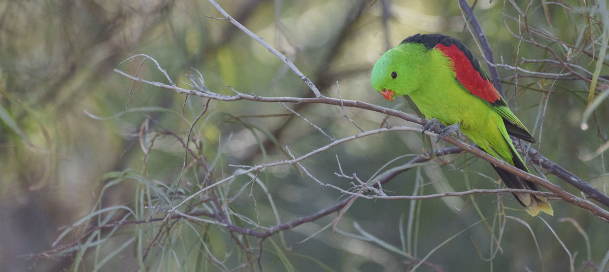 Red-winged Parrot - Ben Milbourne
