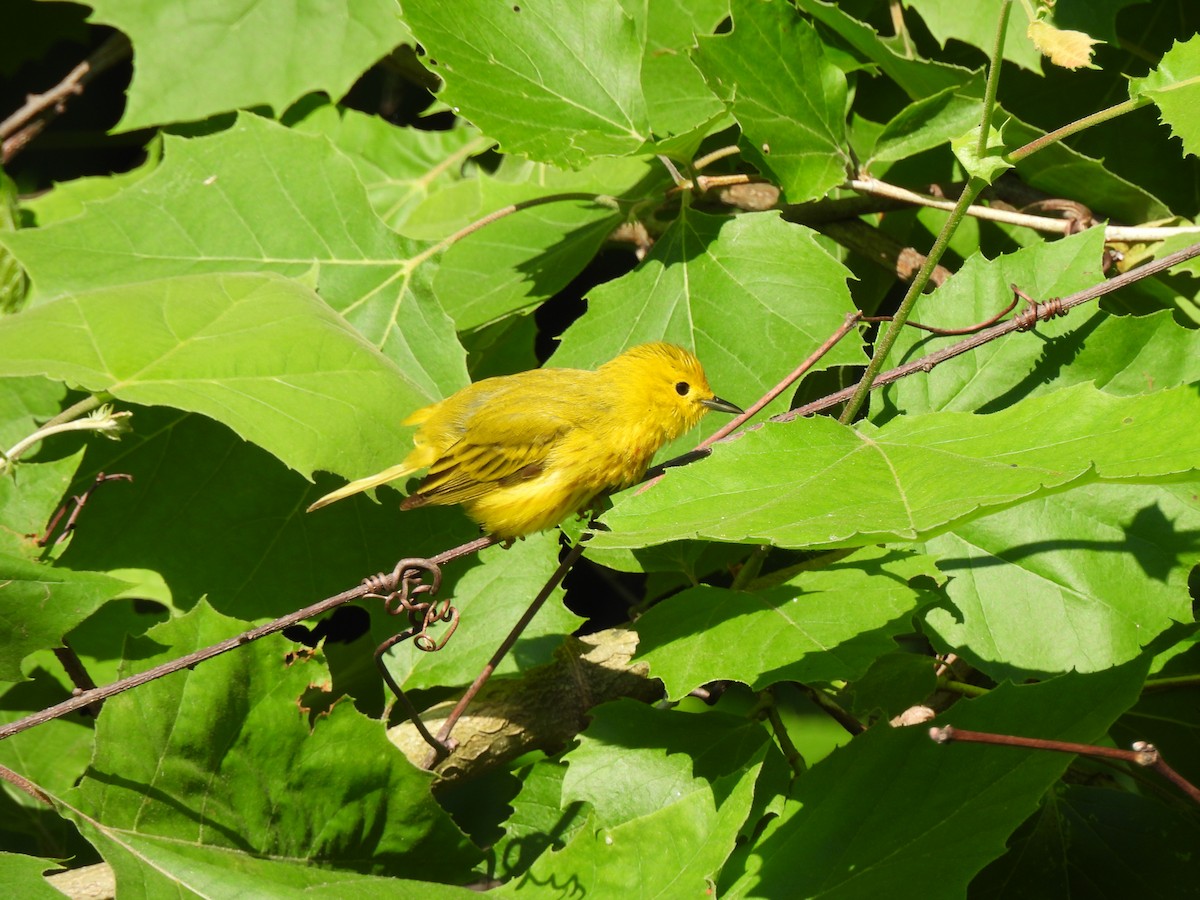 Yellow Warbler (Northern) - ML620814117