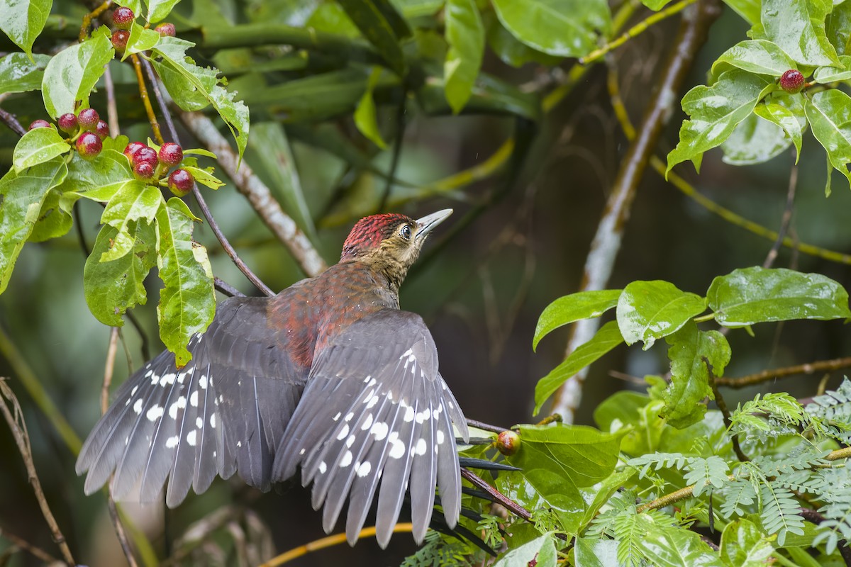 Okinawa Woodpecker - ML620814122