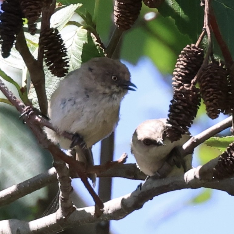 Bushtit - ML620814129