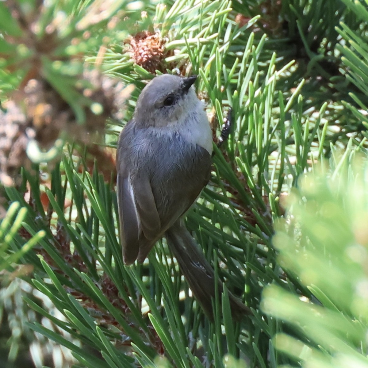 Bushtit - ML620814130