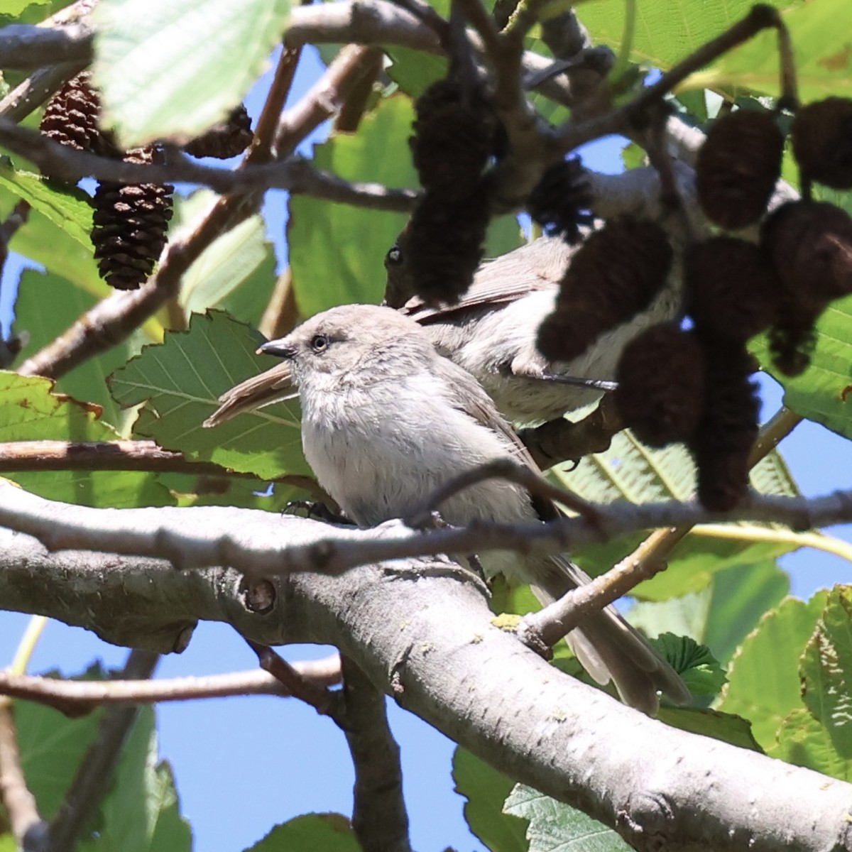 Bushtit - ML620814131