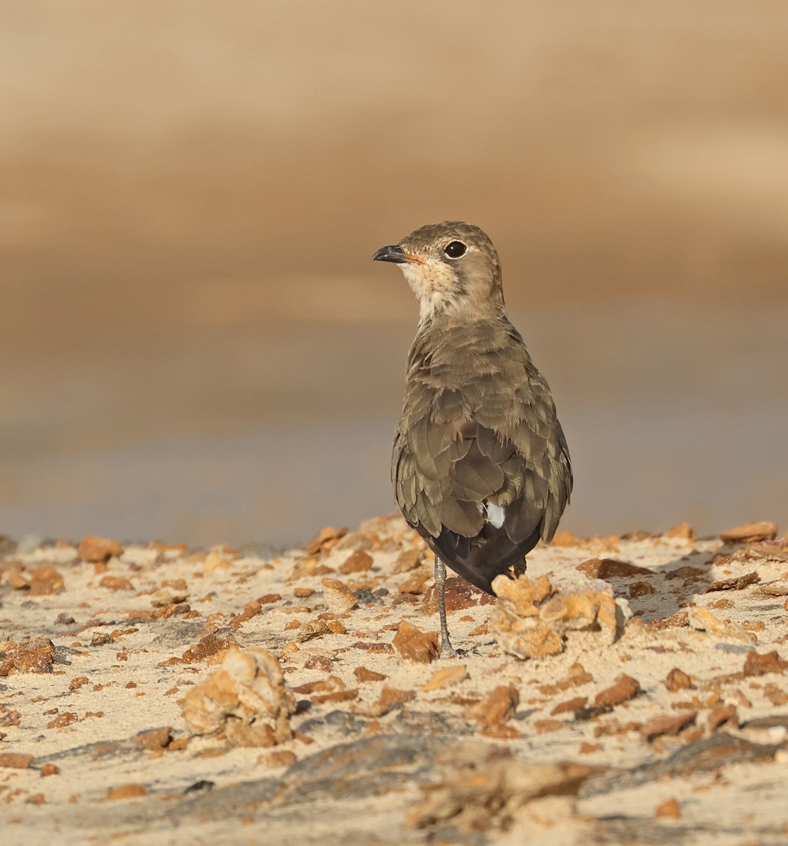 Oriental Pratincole - ML620814141