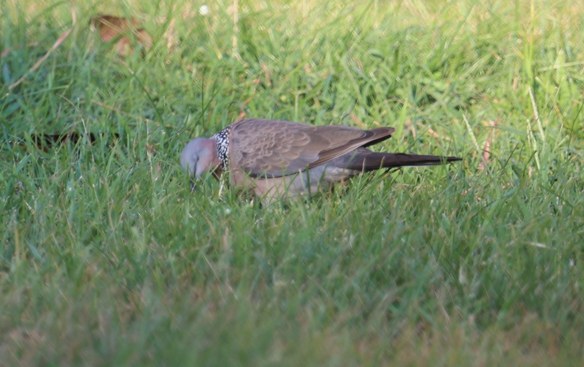 Spotted Dove - ML620814153
