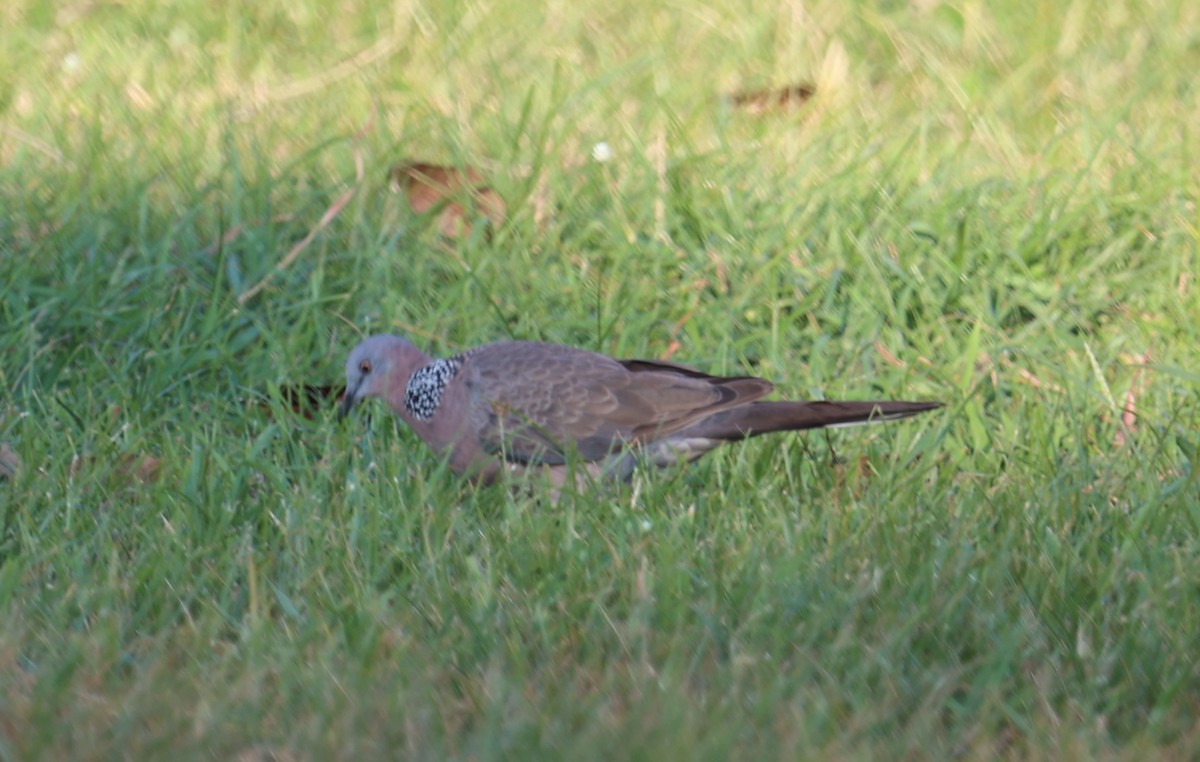 Spotted Dove - ML620814154