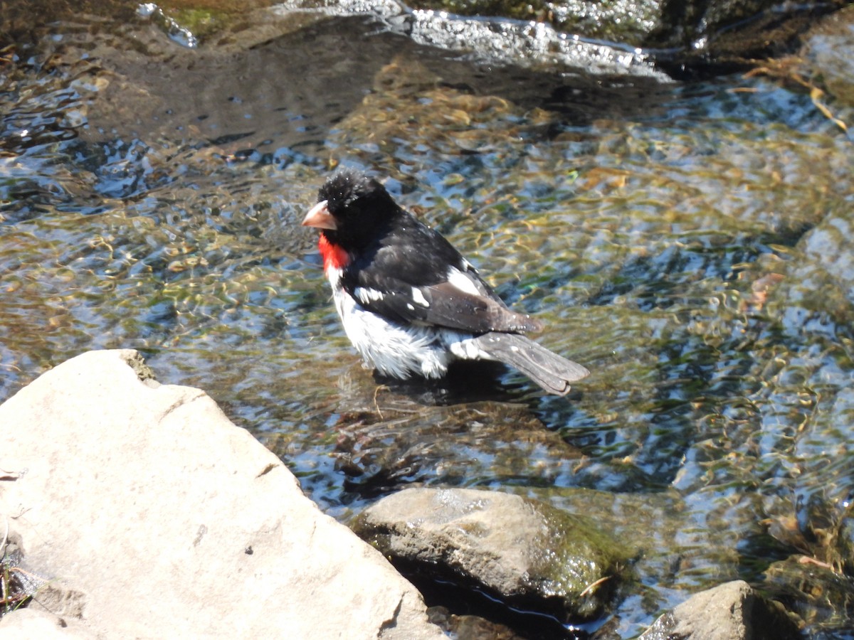 Rose-breasted Grosbeak - ML620814157