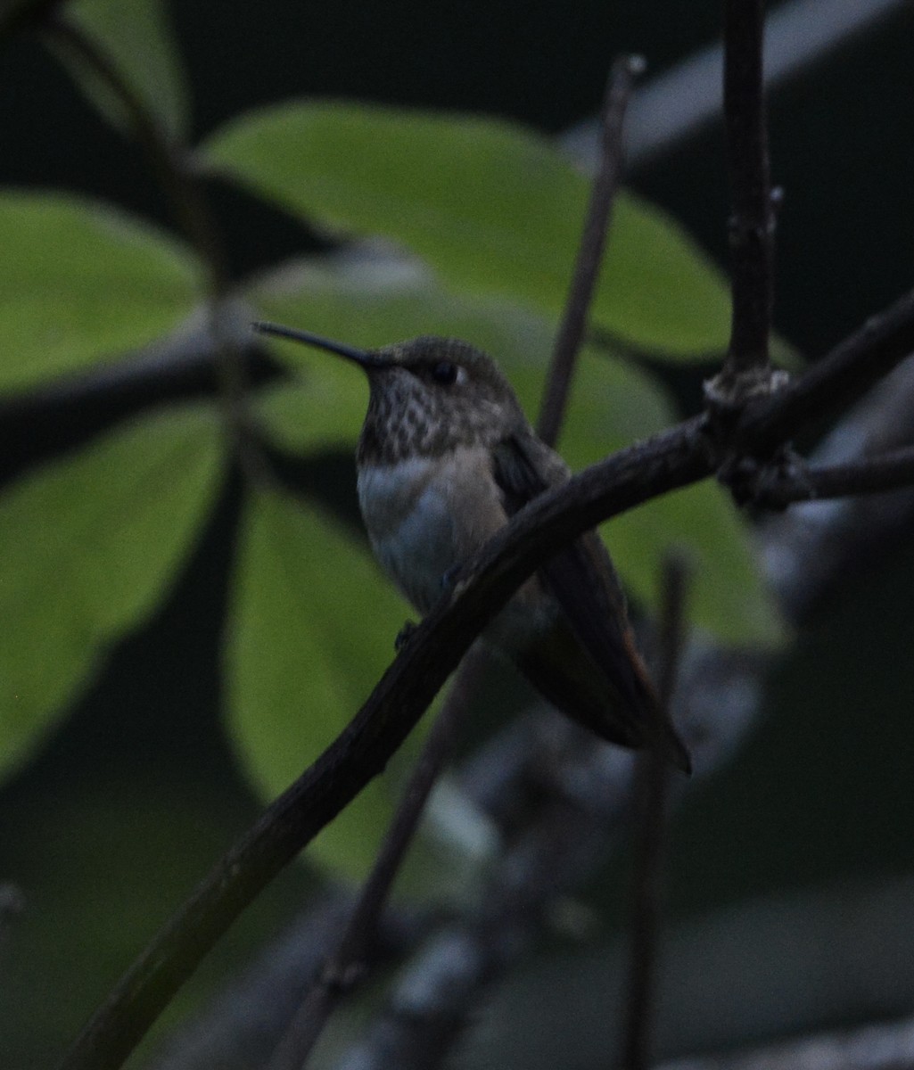 Rufous Hummingbird - ML620814169