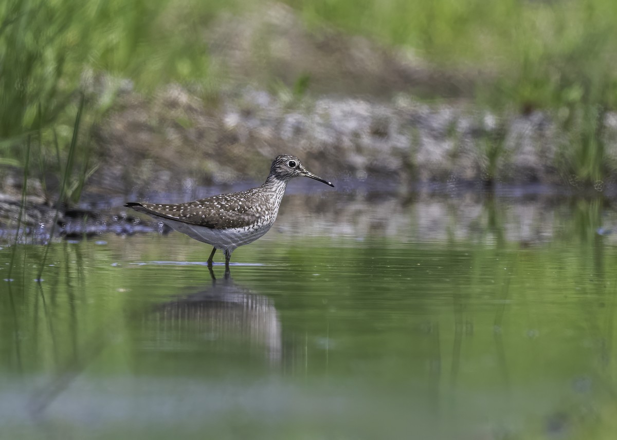 Solitary Sandpiper - ML620814186