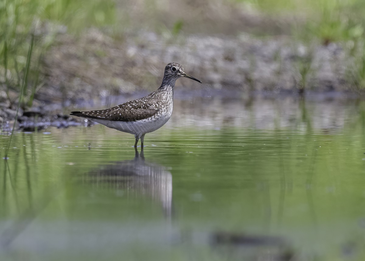 Solitary Sandpiper - ML620814188