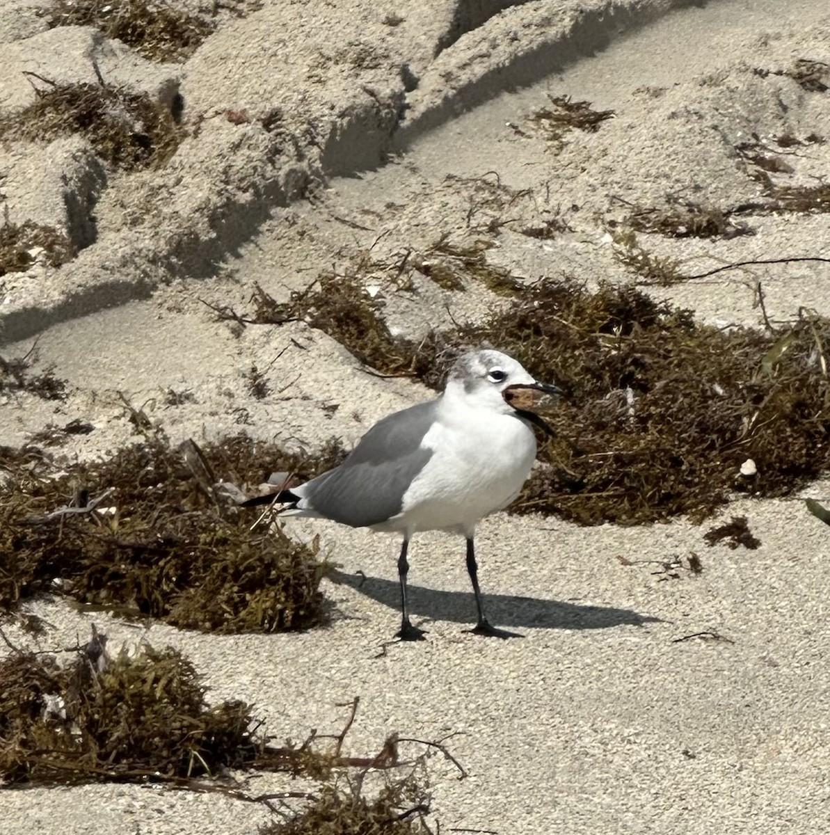 Gaviota Guanaguanare - ML620814193