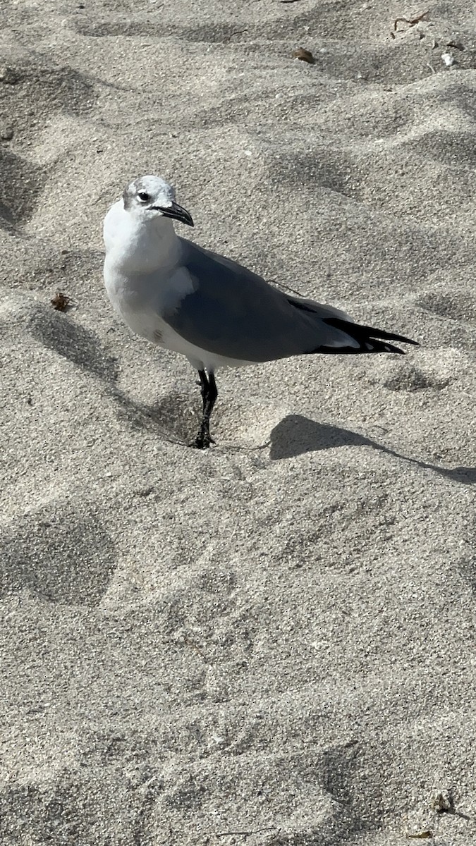 Gaviota Guanaguanare - ML620814195