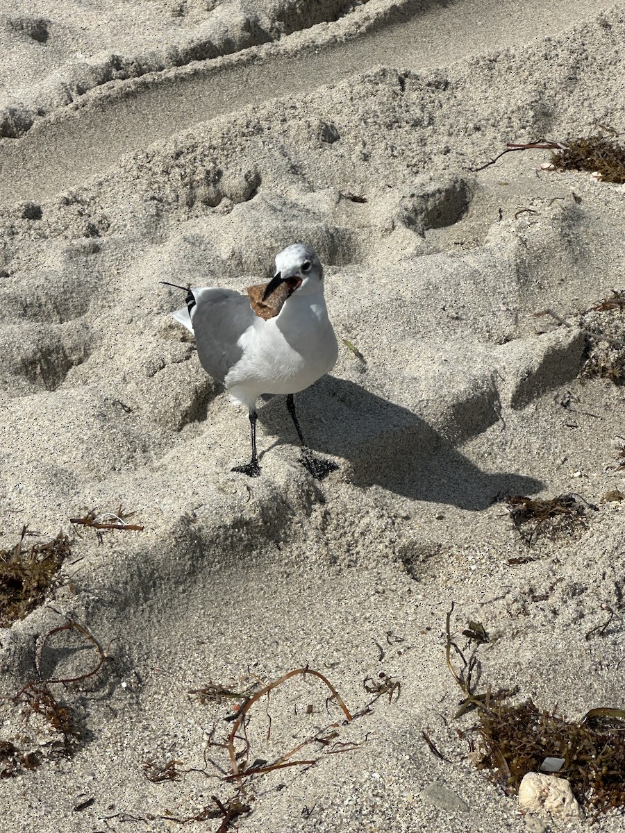 Gaviota Guanaguanare - ML620814196