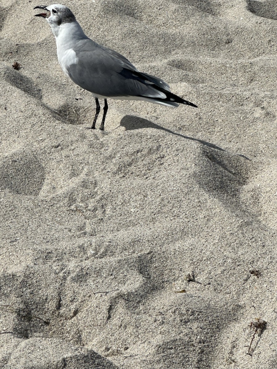 Gaviota Guanaguanare - ML620814197