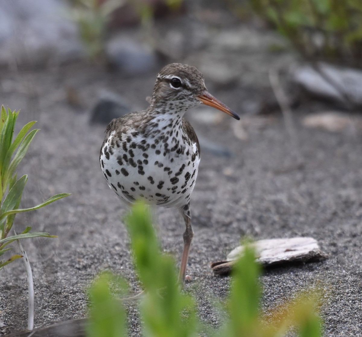 Spotted Sandpiper - ML620814201