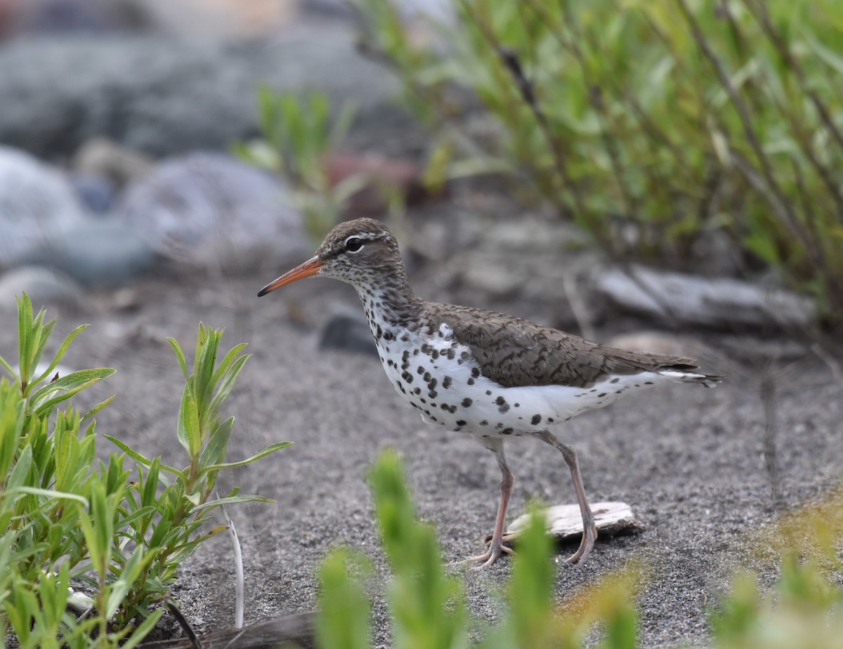 Spotted Sandpiper - ML620814202