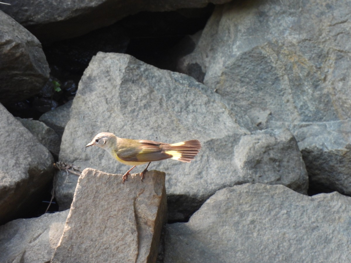 Paruline flamboyante - ML620814210