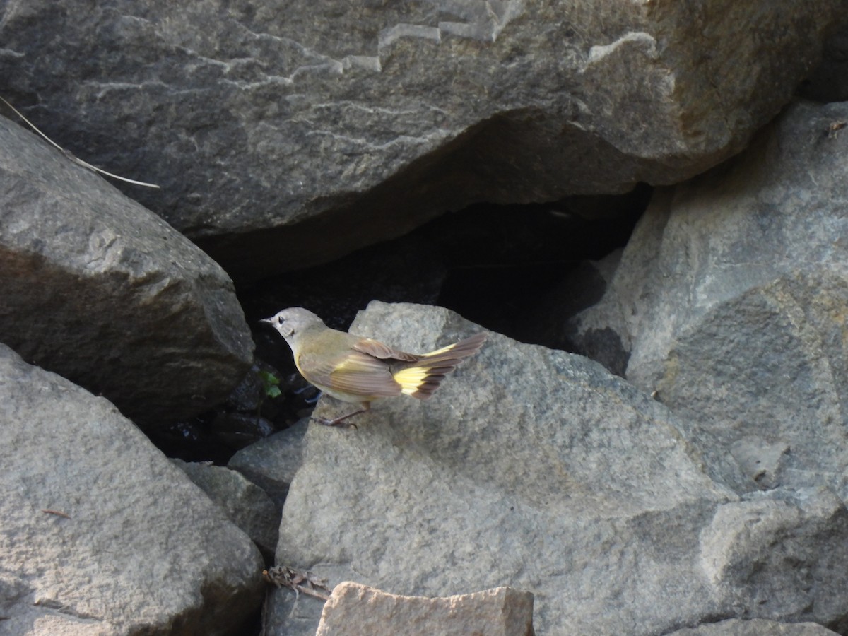 American Redstart - ML620814227