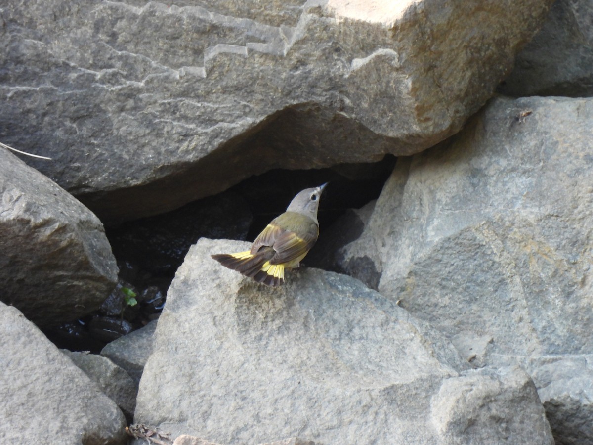 American Redstart - ML620814231