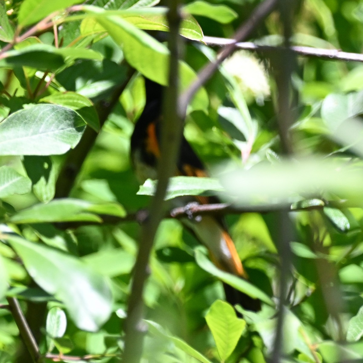 American Redstart - ML620814245