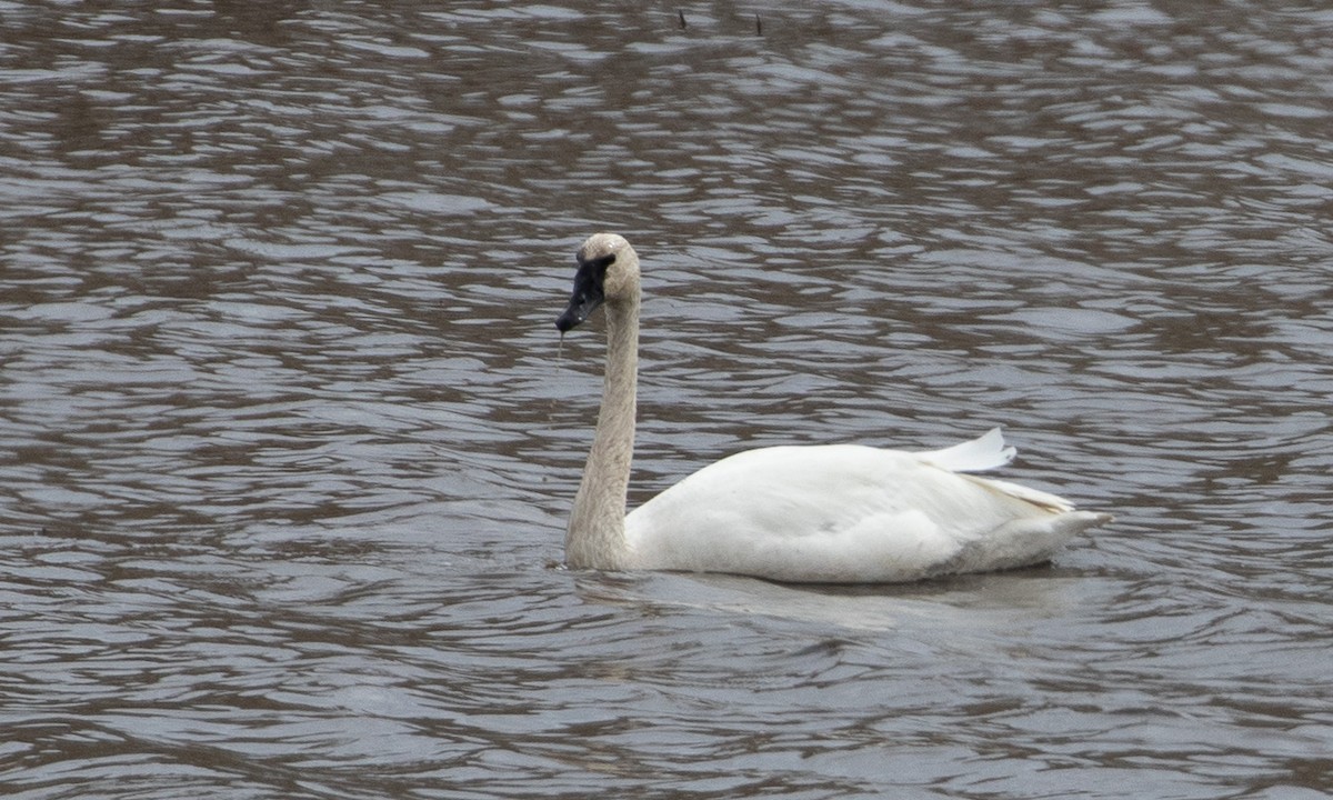 Trumpeter Swan - ML620814246