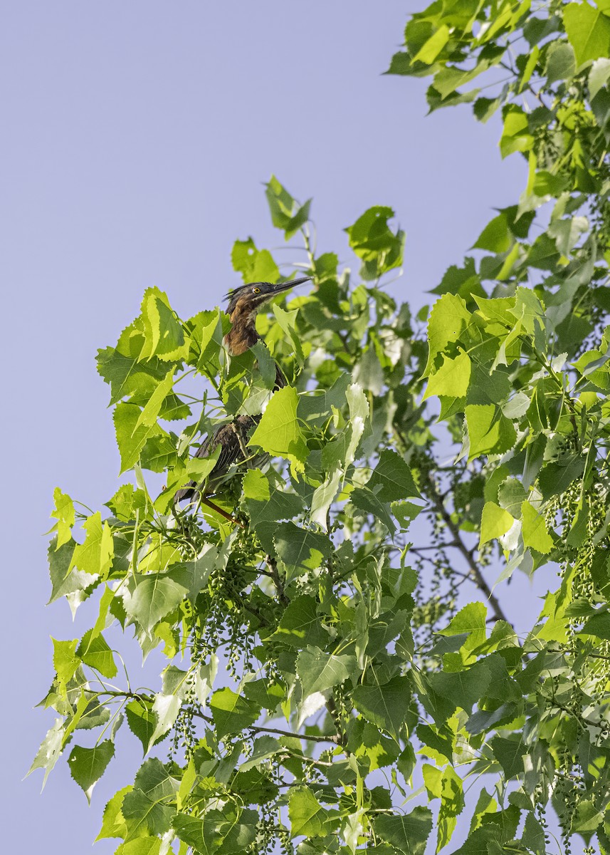 Green Heron - ML620814266