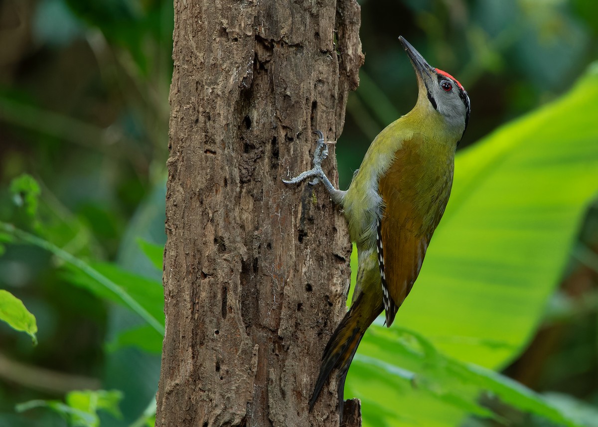 Gray-headed Woodpecker (Black-naped) - Ayuwat Jearwattanakanok