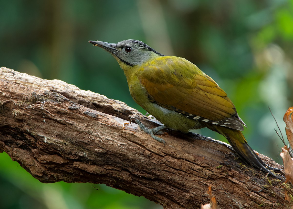 Gray-headed Woodpecker (Black-naped) - Ayuwat Jearwattanakanok