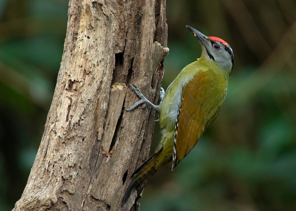 Gray-headed Woodpecker (Black-naped) - ML620814286