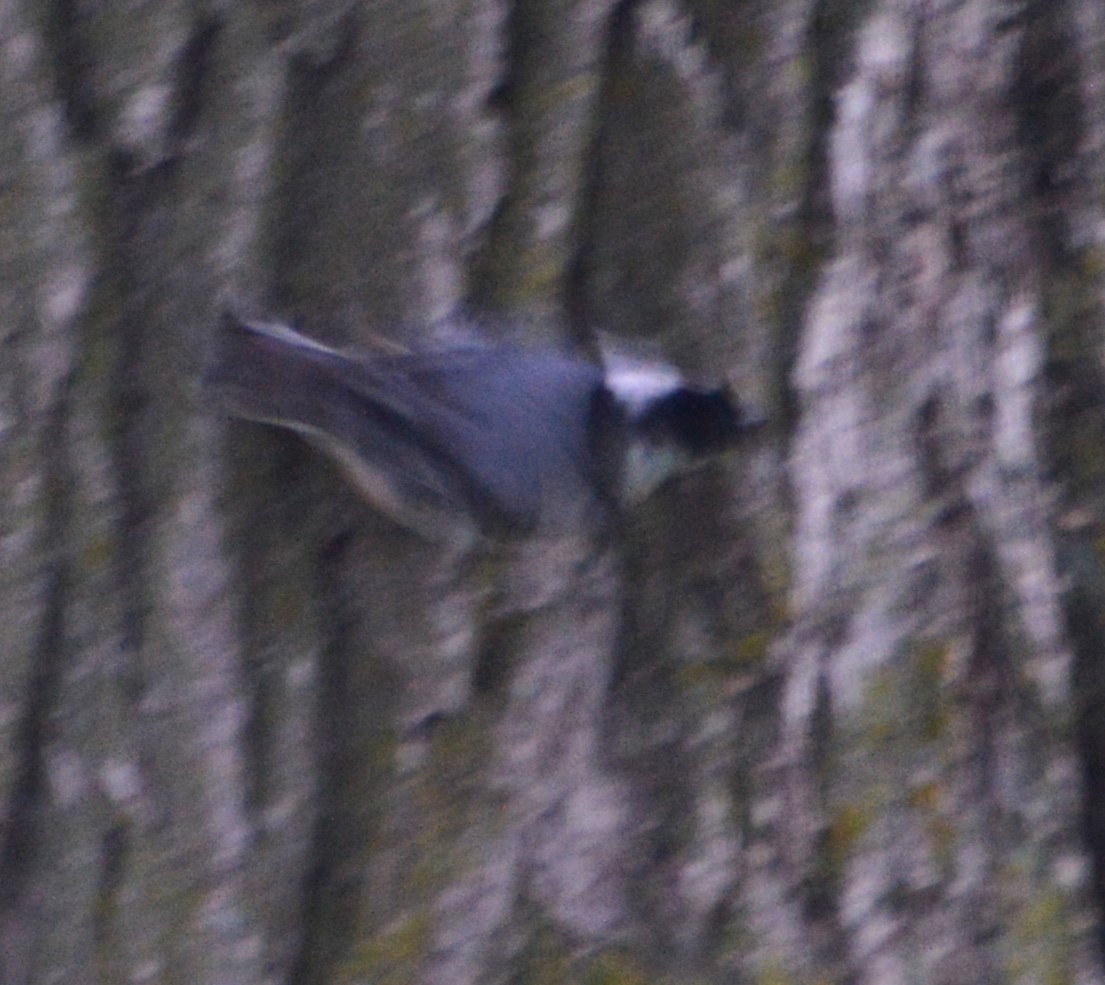 White-breasted Nuthatch - ML620814331