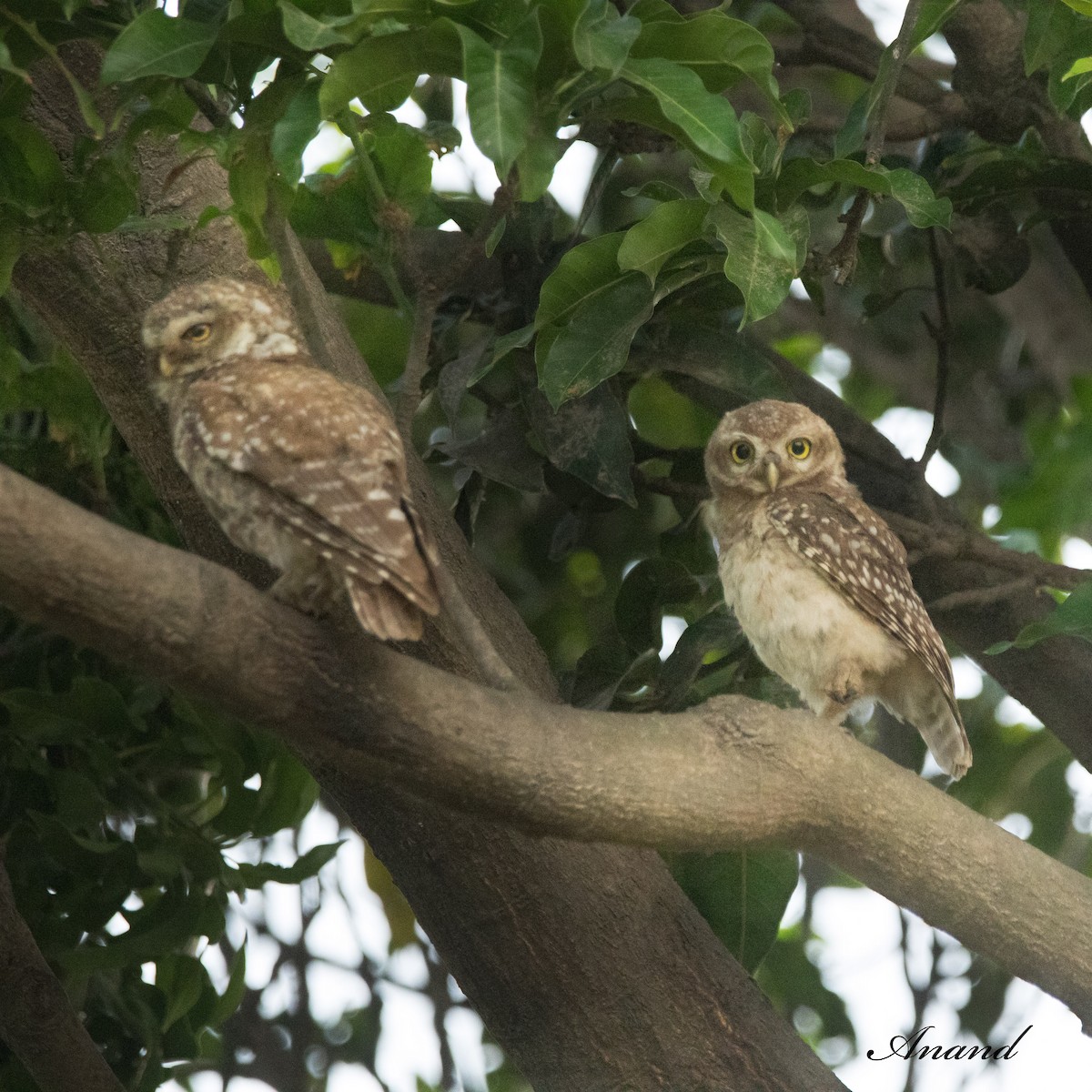 Spotted Owlet - ML620814348