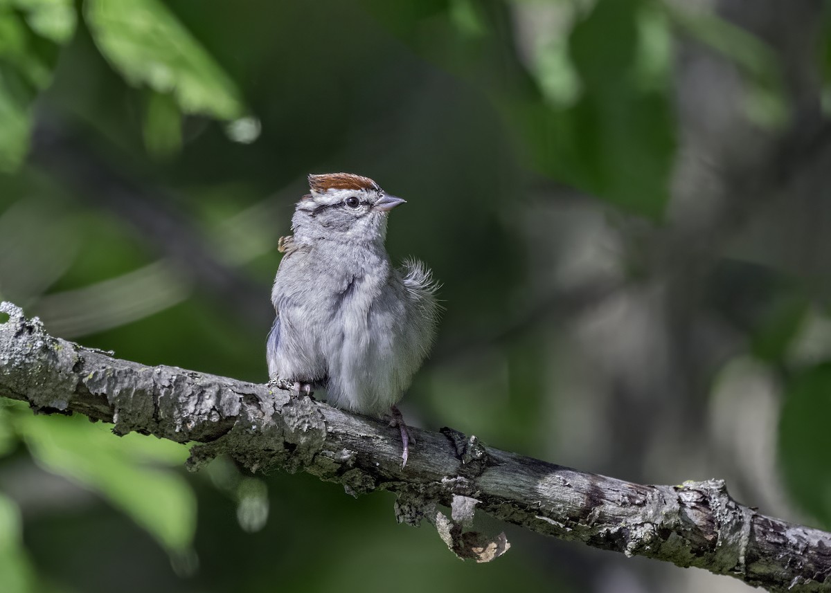 Chipping Sparrow - ML620814351