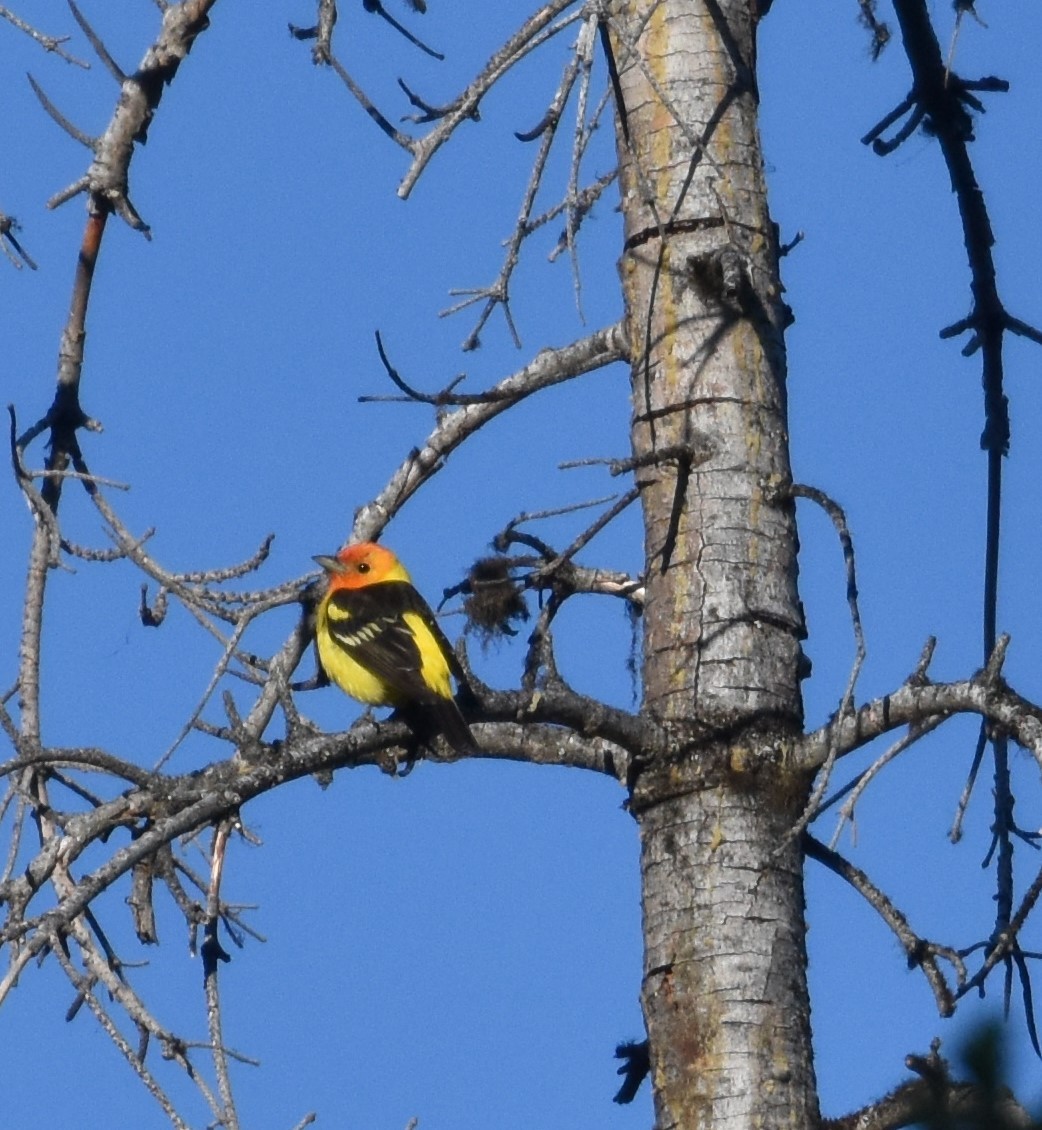 Western Tanager - ML620814358