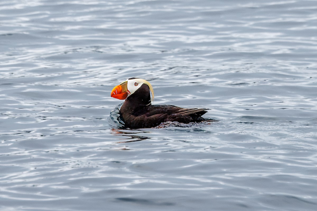 Tufted Puffin - ML620814373