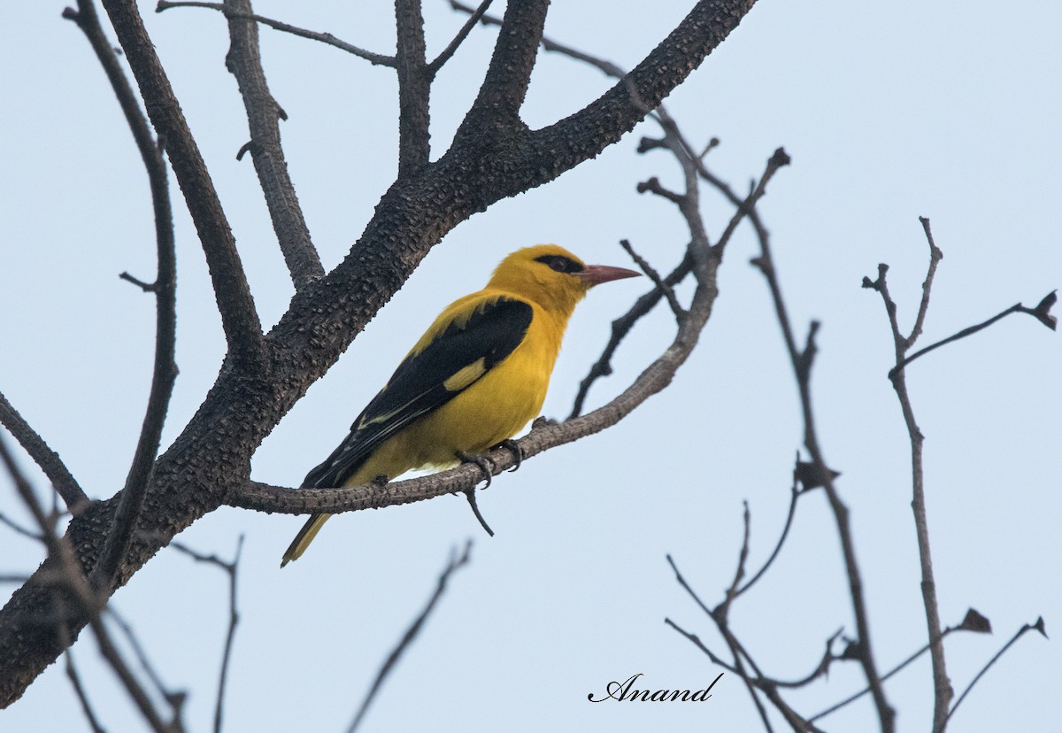 Indian Golden Oriole - ML620814383