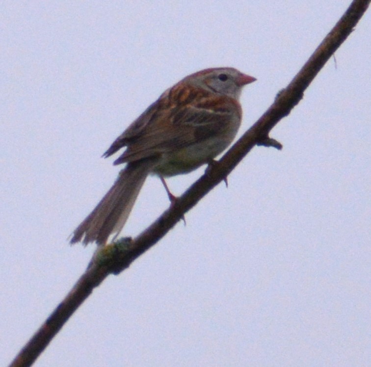 Field Sparrow - ML620814388
